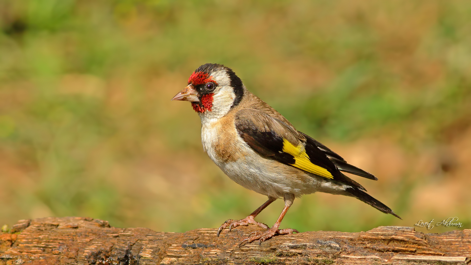 European Goldfinch